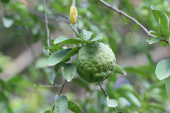 Citrus limon